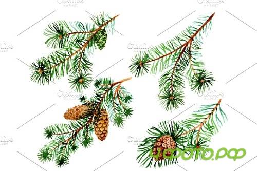 Branches of spruce and pine png set - 3082869