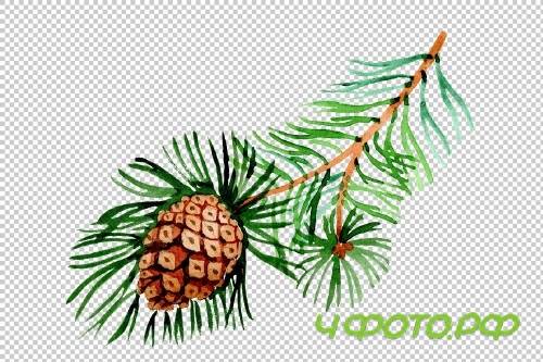 Branches of spruce and pine png set - 3082869