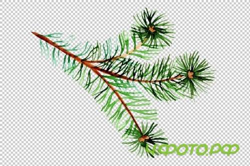 Branches of spruce and pine png set - 3082869