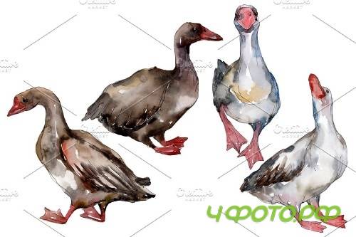 Farm animals: geese Watercolor png - 3836189