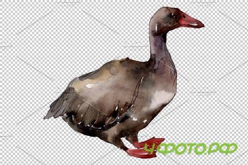 Farm animals: geese Watercolor png - 3836189