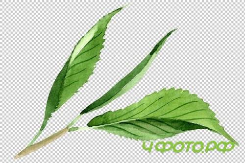 Tea leaf PNG watercolor set - 3102999