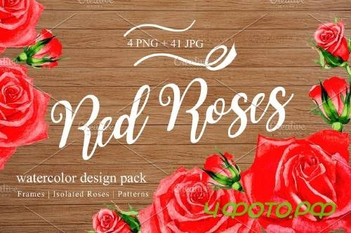 Wonderful red rose watercolor design - 3103648