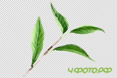 Tea leaf PNG watercolor set - 3102999
