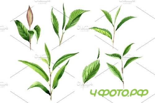 Tea leaf PNG watercolor set - 3102999