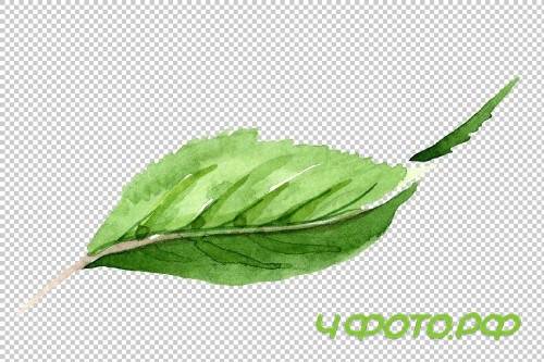 Tea leaf PNG watercolor set - 3102999