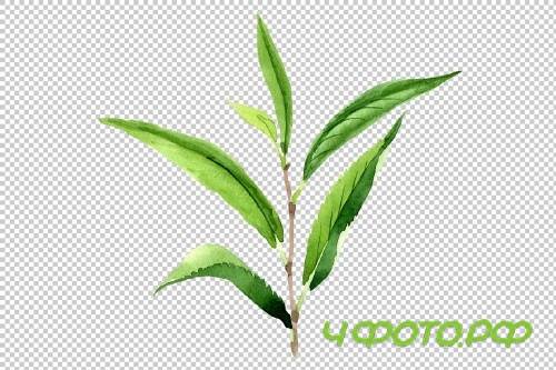 Tea leaf PNG watercolor set - 3102999