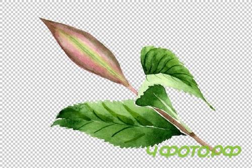 Tea leaf PNG watercolor set - 3102999