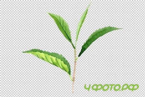 Tea leaf PNG watercolor set - 3102999