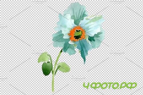 Turquoise poppy Watercolor png - 3844235