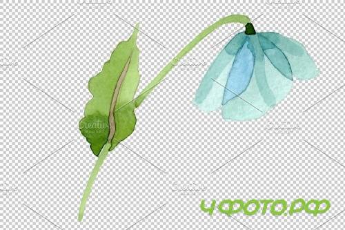 Turquoise poppy Watercolor png - 3844235