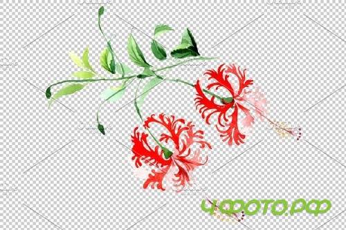 Hibiscus schizopetalon red - 3850371