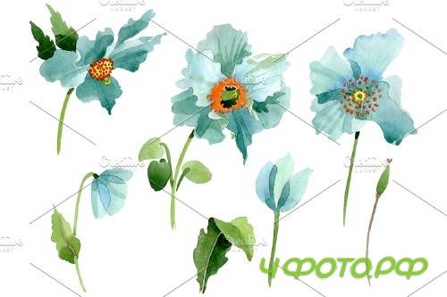 Turquoise poppy Watercolor png - 3844235