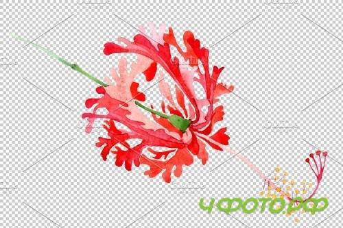 Hibiscus schizopetalon red - 3850371