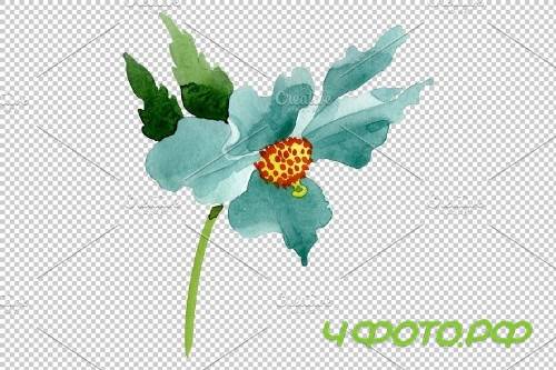 Turquoise poppy Watercolor png - 3844235