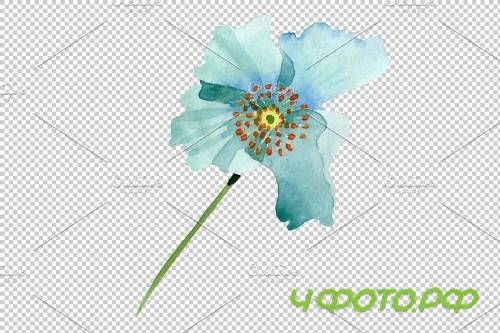 Turquoise poppy Watercolor png - 3844235