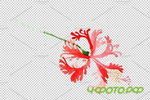Hibiscus schizopetalon red - 3850371