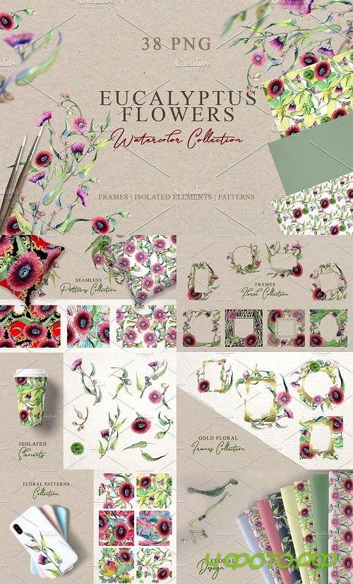 Eucalyptus flowers Watercolor png - 3848586