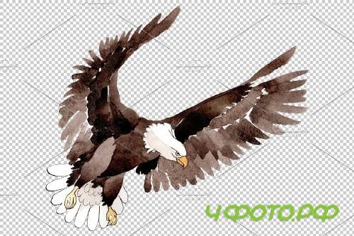 American bald eagle Watercolor png - 3899645