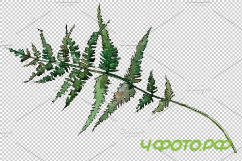 Fern watercolor png - 3899059