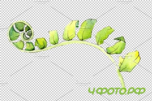 Fern watercolor png - 3899059