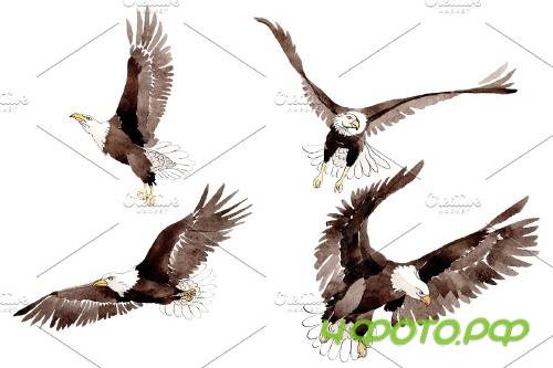 American bald eagle Watercolor png - 3899645