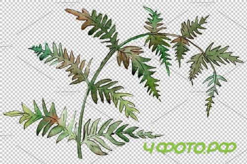 Fern watercolor png - 3899059