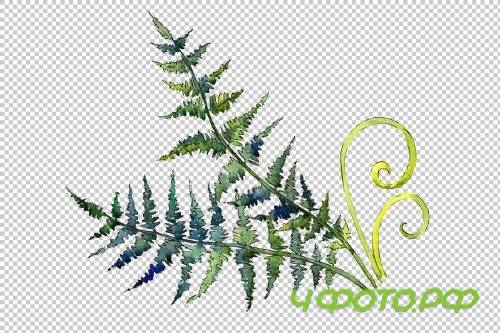 Fern watercolor png - 3899059