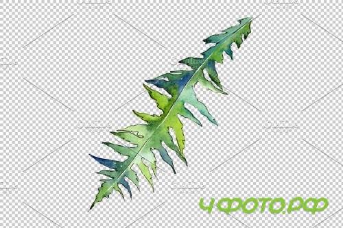 Fern plant watercolor png - 3899051