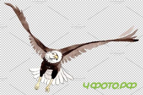 American bald eagle Watercolor png - 3899645