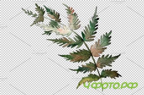 Polypodiopsis fern watercolor png - 3899081