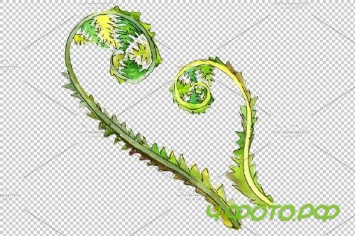Fern watercolor png - 3899059