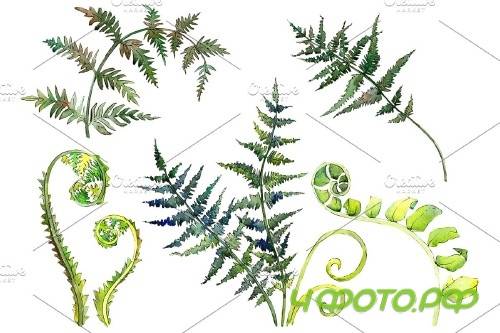 Fern watercolor png - 3899059