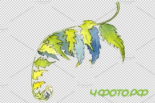 Fern plant watercolor png - 3899051