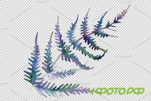 Fern plant watercolor png - 3899051