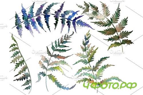 Polypodiopsis fern watercolor png - 3899081