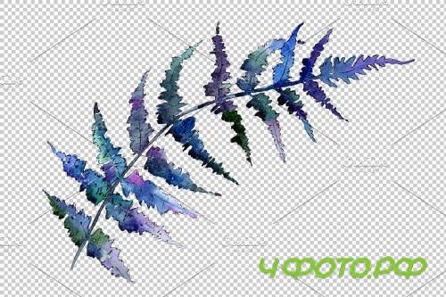 Polypodiopsis fern watercolor png - 3899081
