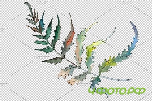 Polypodiopsis fern watercolor png - 3899081