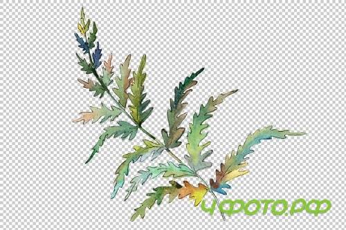 Polypodiopsis fern watercolor png - 3899081