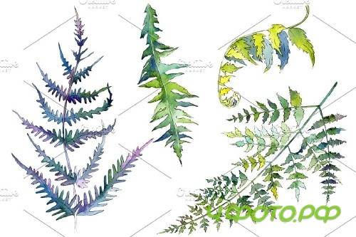 Fern plant watercolor png - 3899051