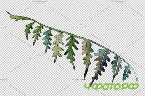 Polypodiopsis fern watercolor png - 3899081