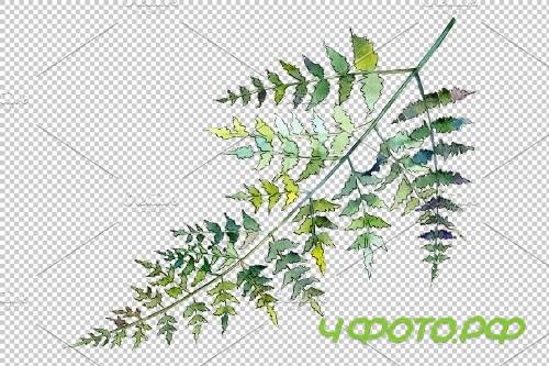 Fern plant watercolor png - 3899051