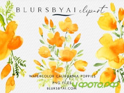 Watercolor California Poppies Clipart