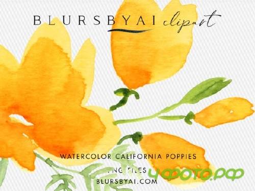 Watercolor California Poppies Clipart