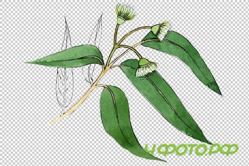 Eucalyptus branch PNG watercolor set - 3095313