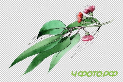 Eucalyptus branch PNG watercolor set - 3095313