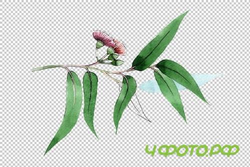 Eucalyptus branch PNG watercolor set - 3095313