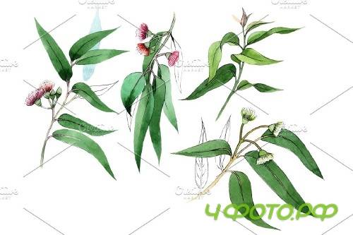 Eucalyptus branch PNG watercolor set - 3095313