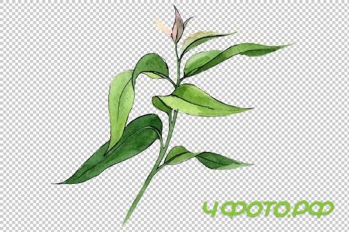 Eucalyptus branch PNG watercolor set - 3095313