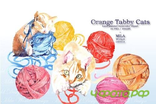Orange tabby cat - 3839377